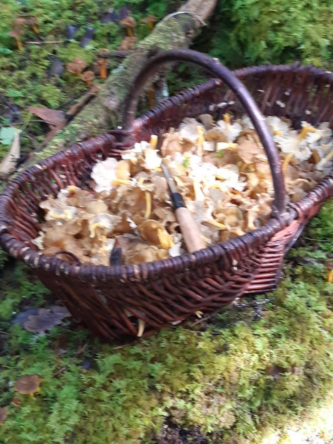 Gite "La Meluzine" Au Bord De La Riviere, Avallon, Vezelay, Morvan Magny  エクステリア 写真