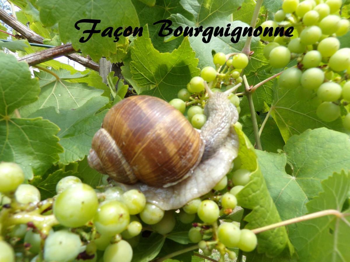 Gite "La Meluzine" Au Bord De La Riviere, Avallon, Vezelay, Morvan Magny  エクステリア 写真